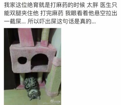 网友家猫主子绝育后的反应，以及绝育准备和护理知识