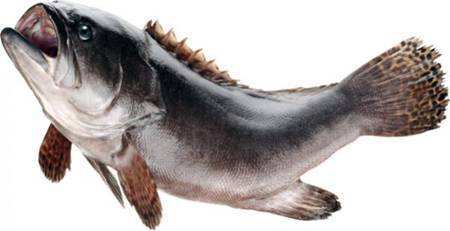 一碗鱼粥征服你！扬泰地区首家深海鱼火锅，开业20天有人来了5次