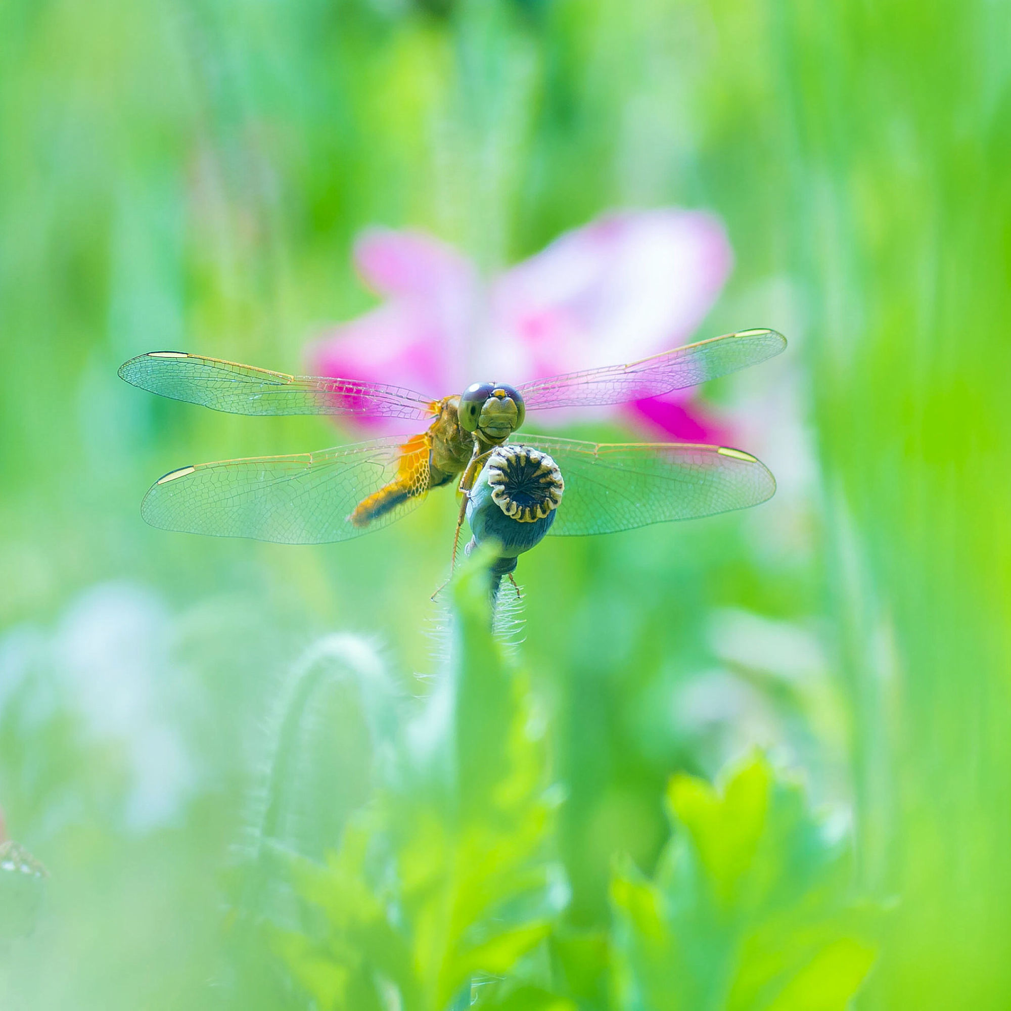 秋风秋雨秋世界—虫虫集