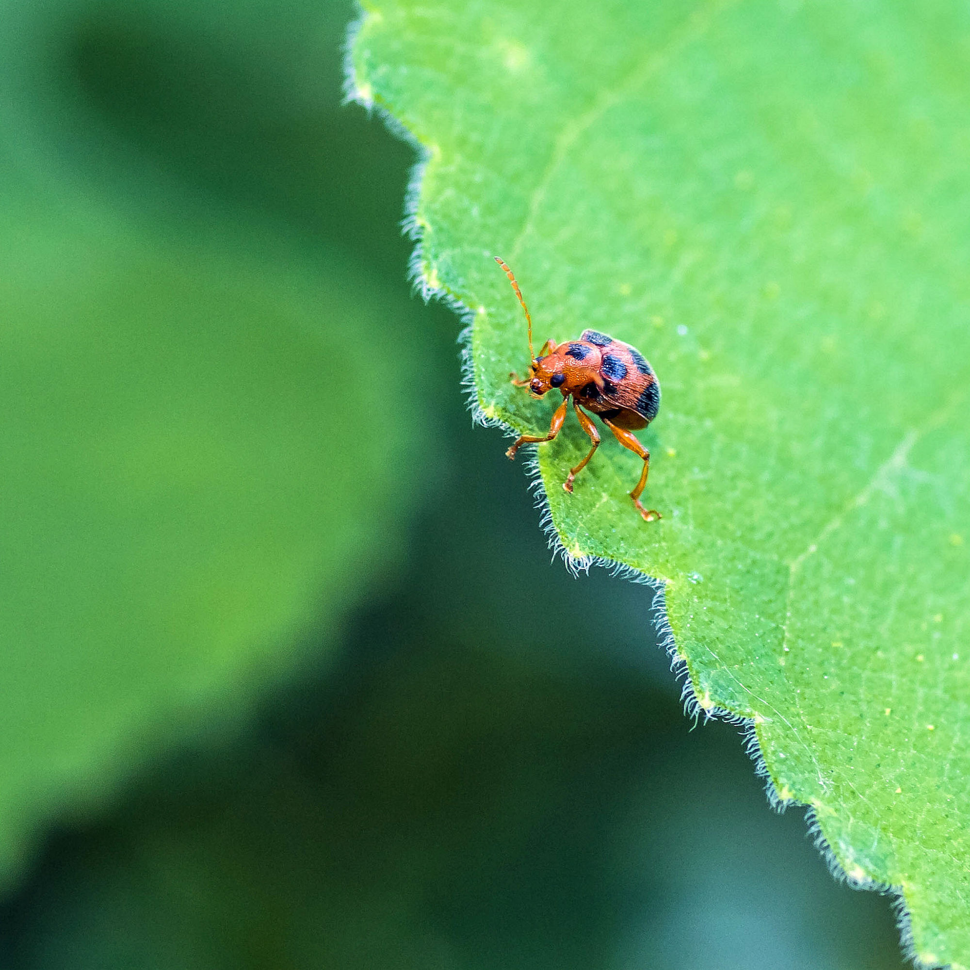 秋风秋雨秋世界—虫虫集