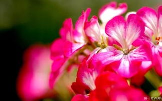 天竺葵精油加薰衣草精油的功效,乳香精油天竺葵精油对妇科的功效