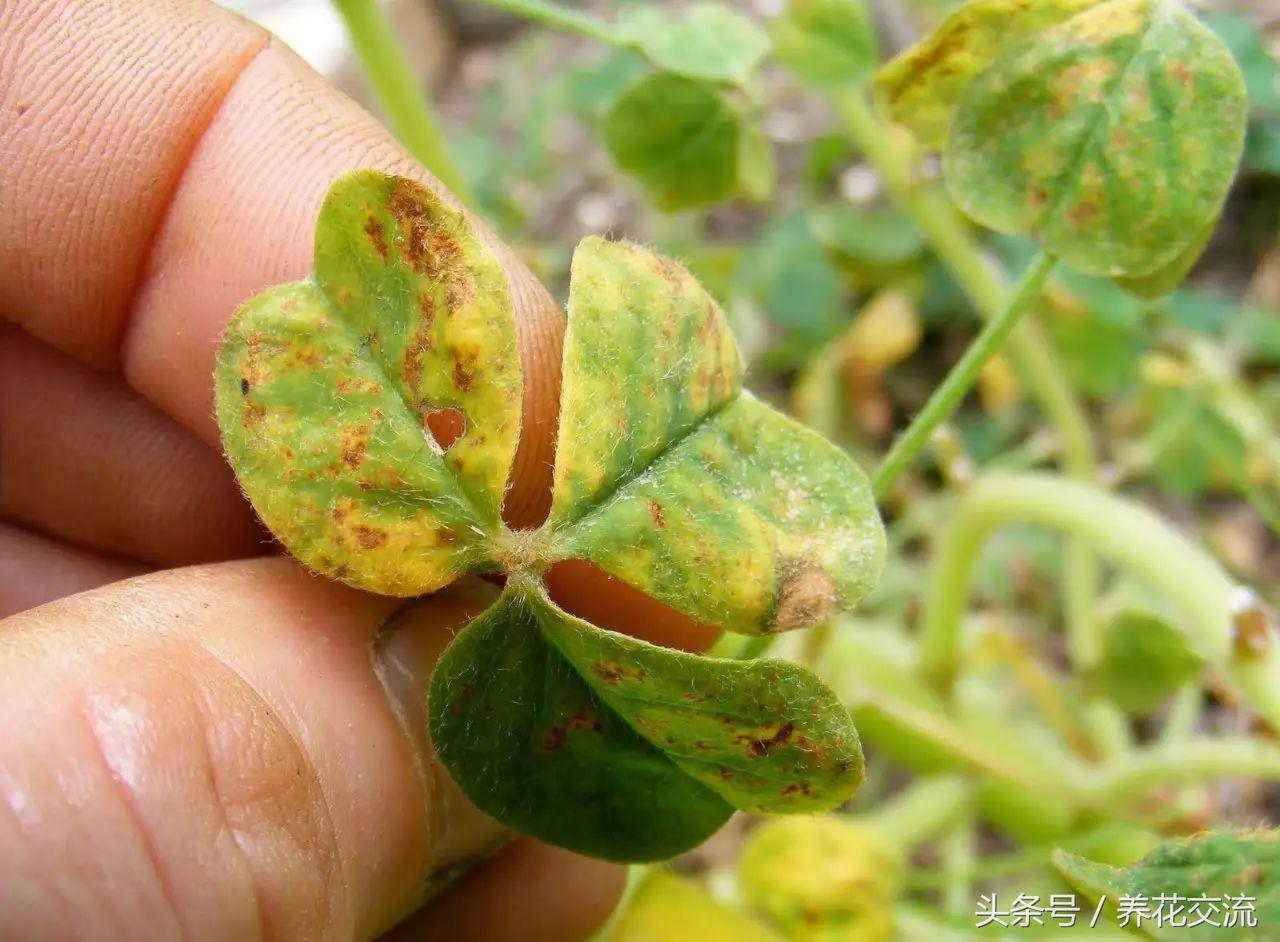 薄荷盆栽叶子变黄怎么回事,盆栽芦荟叶子变黄怎么办