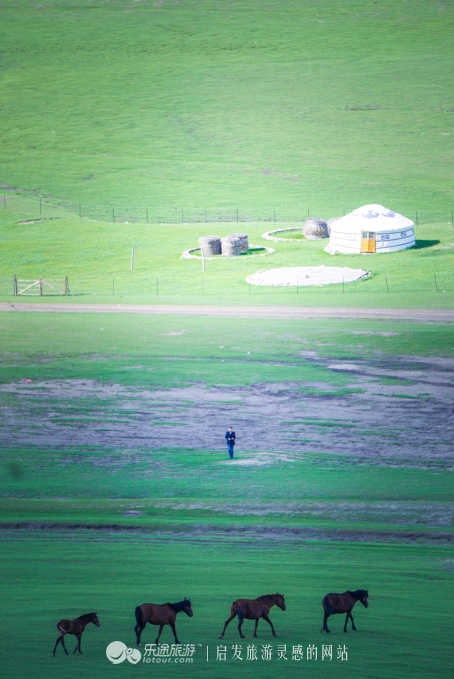 三河马的血统有哪些,三河马是怎么诞生的