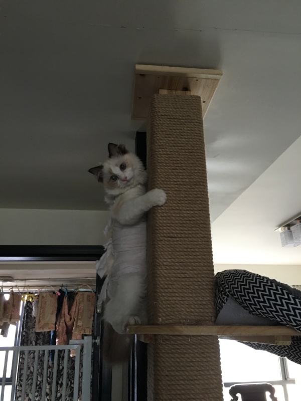 网友家猫主子绝育后的反应，以及绝育准备和护理知识