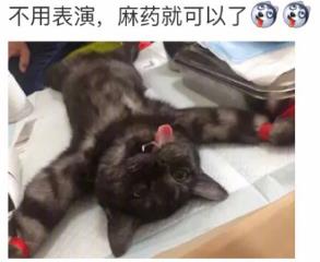 网友家猫主子绝育后的反应，以及绝育准备和护理知识