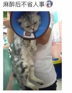 网友家猫主子绝育后的反应，以及绝育准备和护理知识