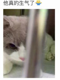 网友家猫主子绝育后的反应，以及绝育准备和护理知识