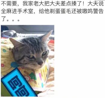 网友家猫主子绝育后的反应，以及绝育准备和护理知识