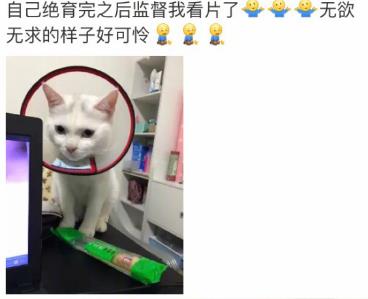 网友家猫主子绝育后的反应，以及绝育准备和护理知识