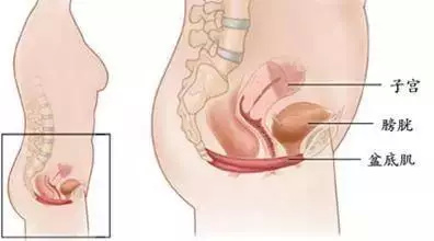 大笑咳嗽就会漏尿怎么回事,大笑打喷嚏漏尿是怎么回事