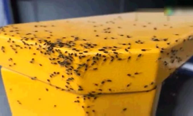 小咬生命力顽强吗,小咬最有效的治疗方法