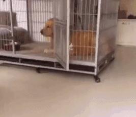 金毛到家叫了之后一直发呆,金毛在家为什么一直张嘴喘气