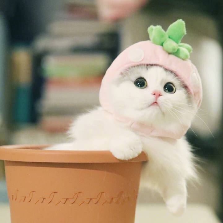 老婆和丈母娘发生矛盾怎么哄,情侣吵架后应该如何去哄女友