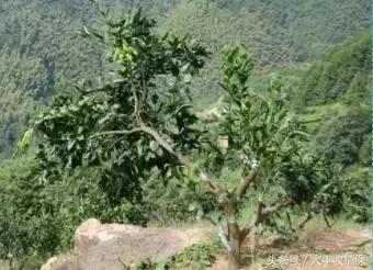 致命的小黑点！一旦染上这种病，柑橘彻底毁容，果农收入减半