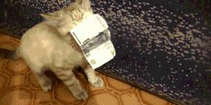 pauljoe2017春季限定猫咪,撸猫司机