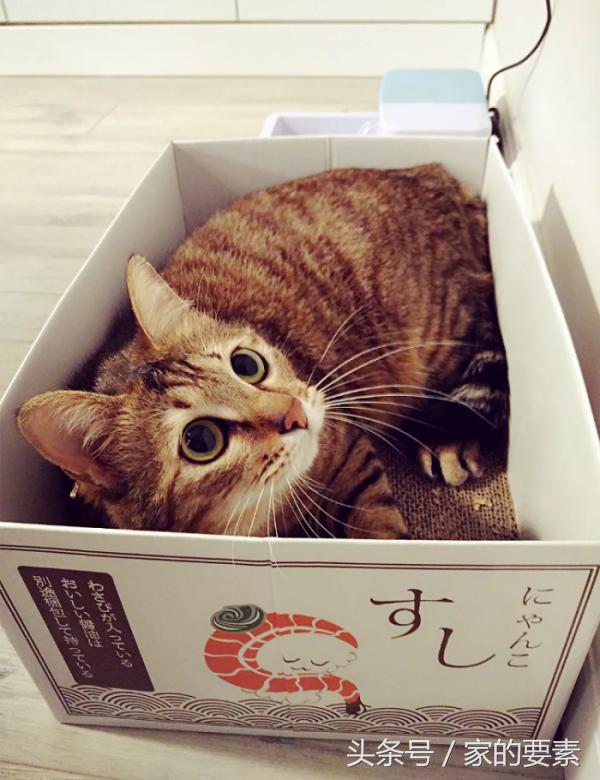 60平小家过出顶级的幸福感，唐长老和玉兔精的没羞没臊日常