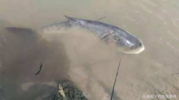 夏天钓鱼小鱼闹窝用什么饵,春天钓鱼小鱼闹窝怎么办