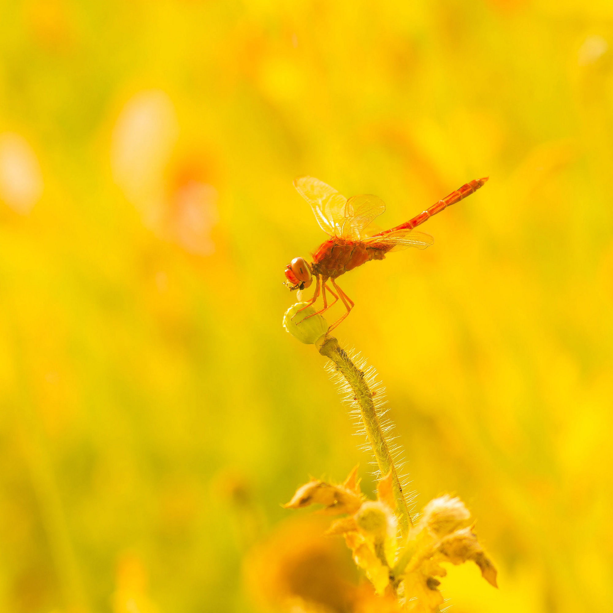 秋风秋雨秋世界—虫虫集