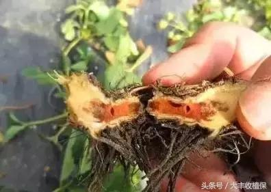 草莓的根腐病发病的温度是多少,草莓根腐病怎么治最见效