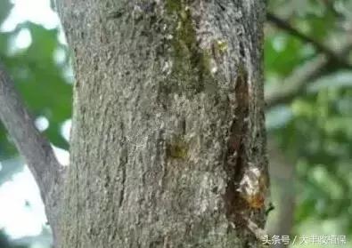 致命的小黑点！一旦染上这种病，柑橘彻底毁容，果农收入减半