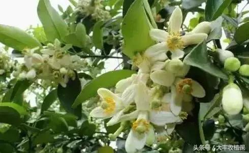 致命的小黑点！一旦染上这种病，柑橘彻底毁容，果农收入减半