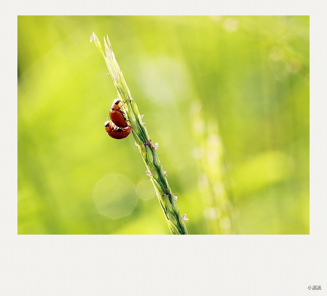 秋风秋雨秋世界—虫虫集