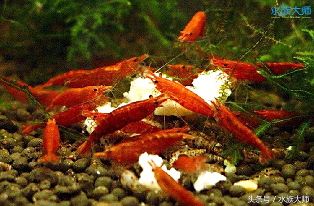 烤漆虾爆缸教程,透明虾怎么养才能爆缸