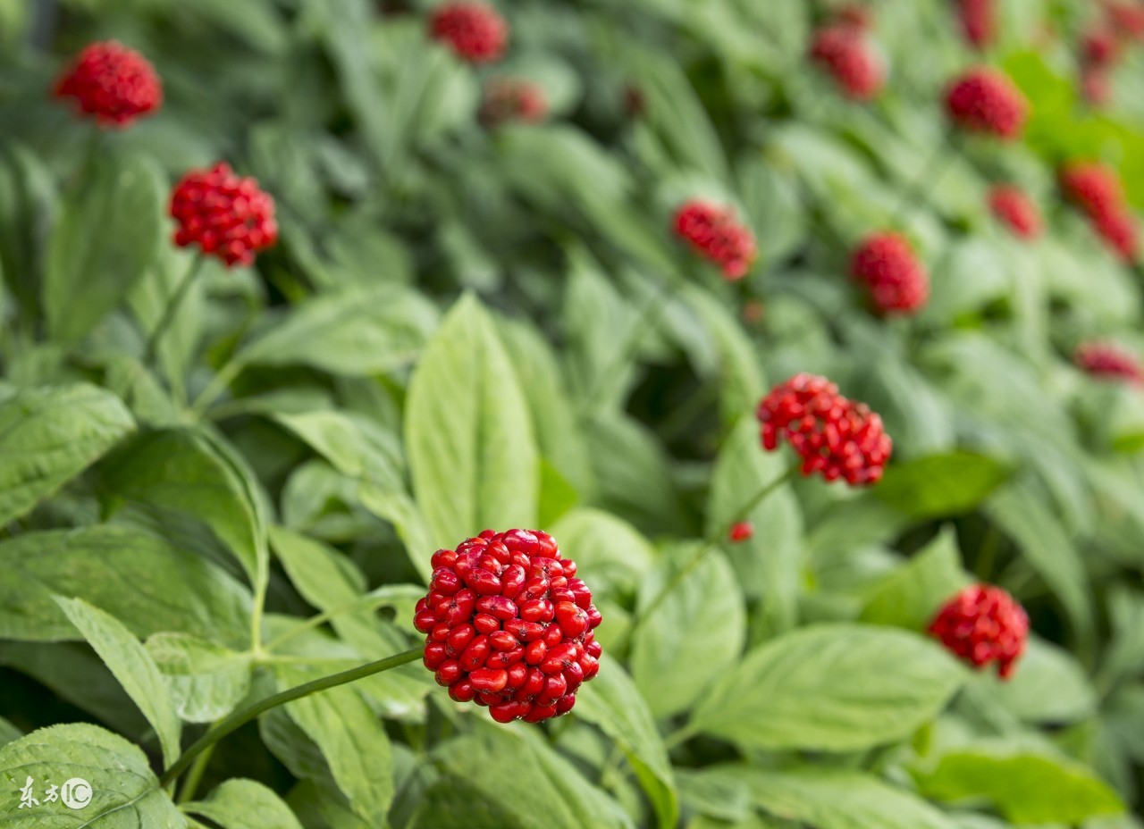 人参的真伪与好坏应该怎么辨别呢,长白山人参编号怎么辨别真伪