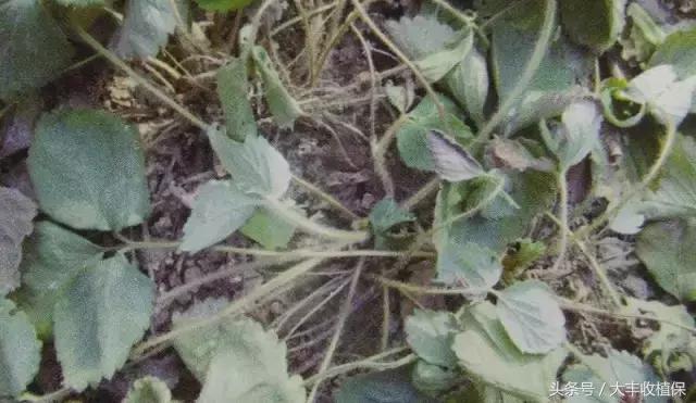 草莓的根腐病发病的温度是多少,草莓根腐病怎么治最见效