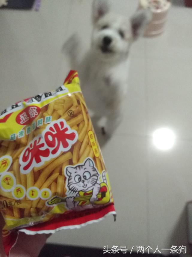 养一只挑食狗,养宠物狗挑食怎么办