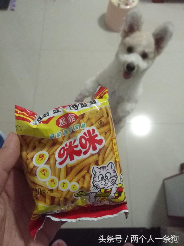 养一只挑食狗,养宠物狗挑食怎么办