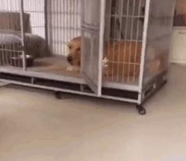 金毛到家叫了之后一直发呆,金毛在家为什么一直张嘴喘气