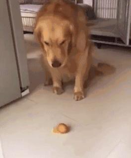 金毛到家叫了之后一直发呆,金毛在家为什么一直张嘴喘气