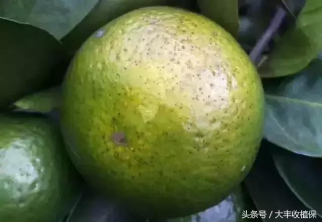 致命的小黑点！一旦染上这种病，柑橘彻底毁容，果农收入减半