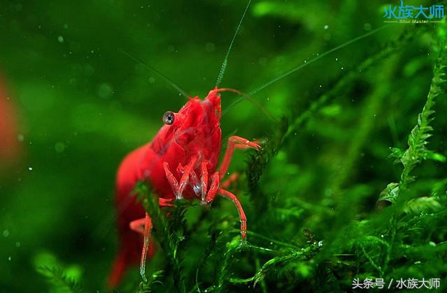 烤漆虾爆缸教程,透明虾怎么养才能爆缸