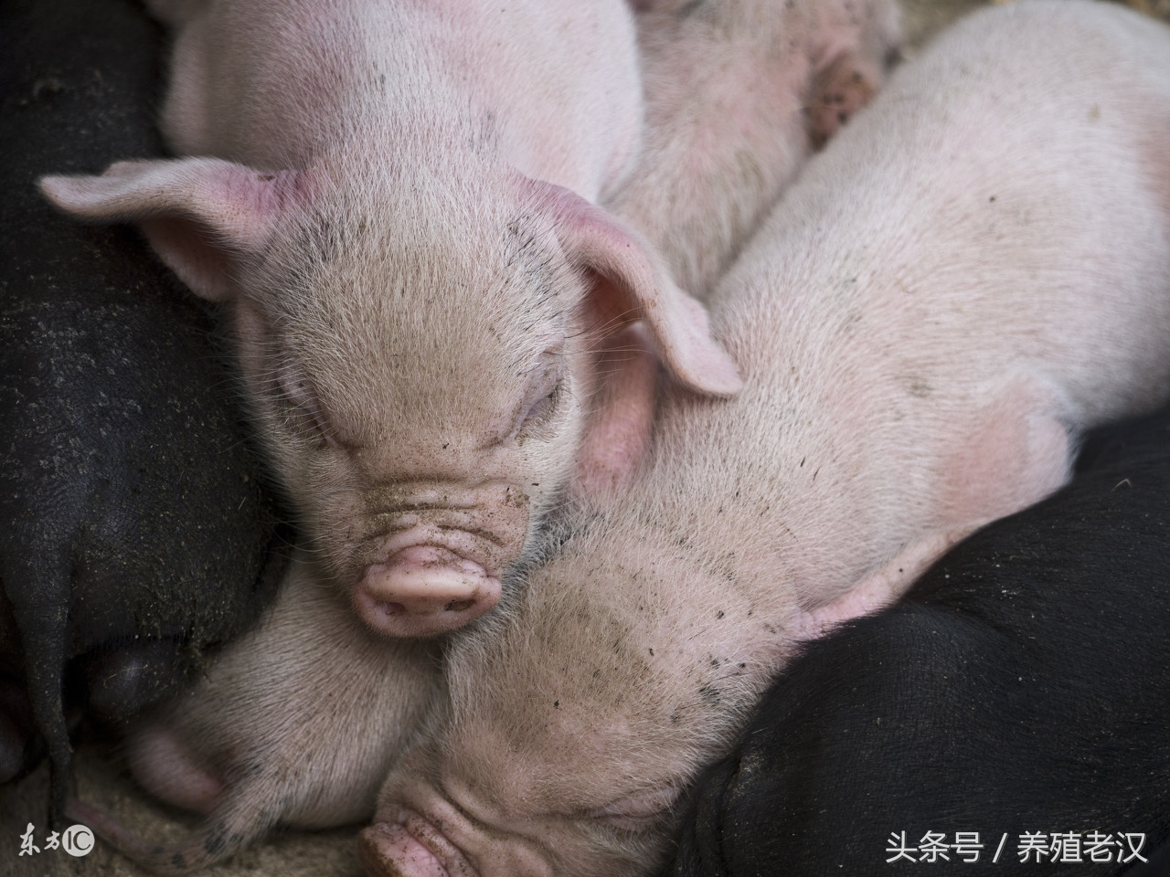 猪群里面的弱猪怎么调理,猪群有猪瘟怎么办