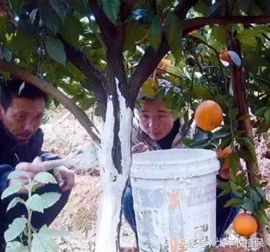 致命的小黑点！一旦染上这种病，柑橘彻底毁容，果农收入减半