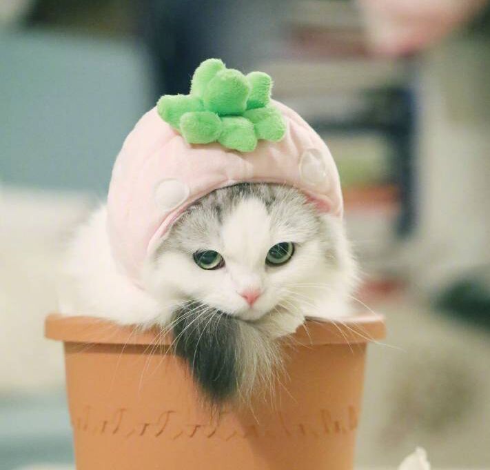 老婆和丈母娘发生矛盾怎么哄,情侣吵架后应该如何去哄女友