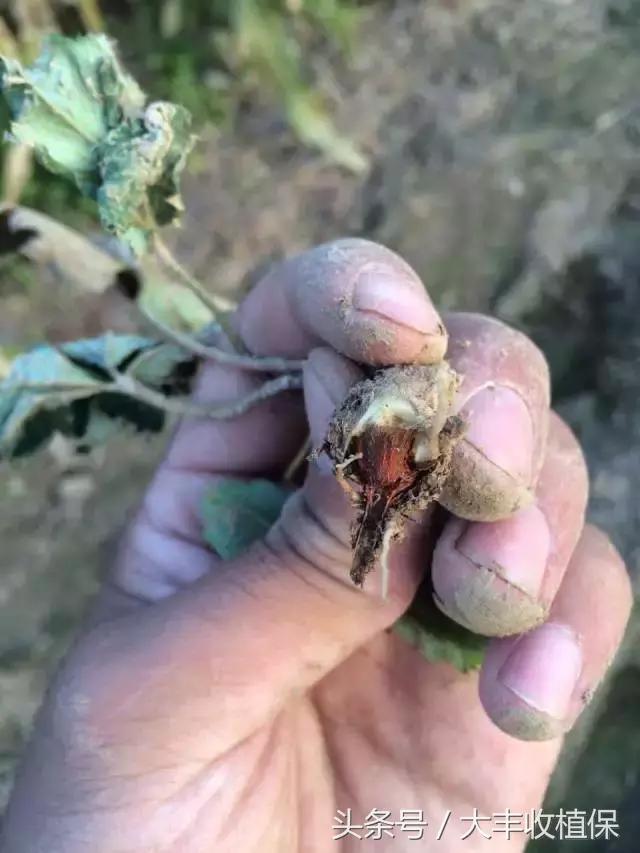 草莓的根腐病发病的温度是多少,草莓根腐病怎么治最见效