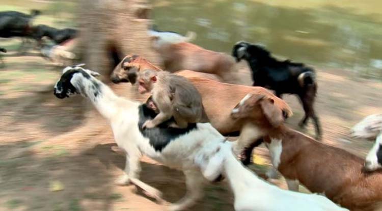 西游记吴承恩想说明什么,西游记吴承恩的目的到底是啥