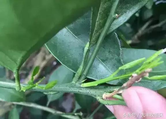 致命的小黑点！一旦染上这种病，柑橘彻底毁容，果农收入减半