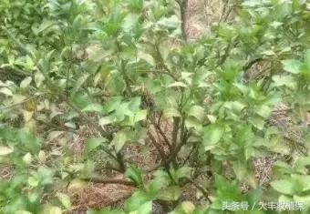 致命的小黑点！一旦染上这种病，柑橘彻底毁容，果农收入减半