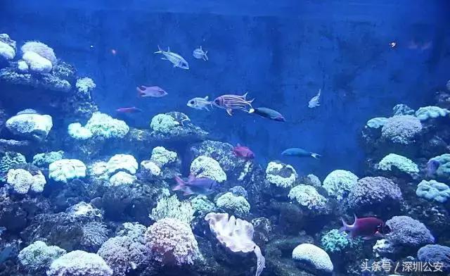 失踪潜水员图像在水下被发现,失踪4天的潜水员被发现