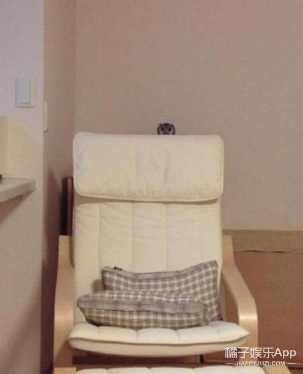 猫头鹰涂涂说自己是会飞的猫,宠物猫头鹰可以养吗犯法吗