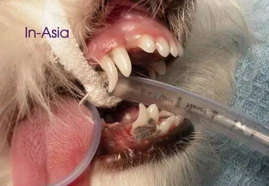 祸黑犬缘为哪般，察端倪智用乳齿