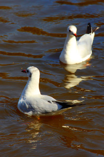 云南丽江香格里拉大理六日游,云南丽江大理香格里拉六日游