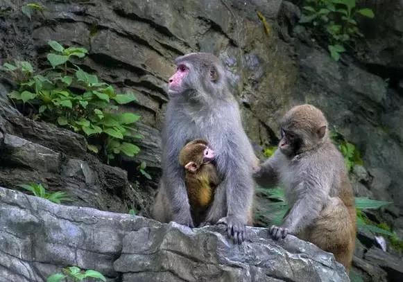 去武汉的机票白菜价,武汉飞哪里机票便宜十二月