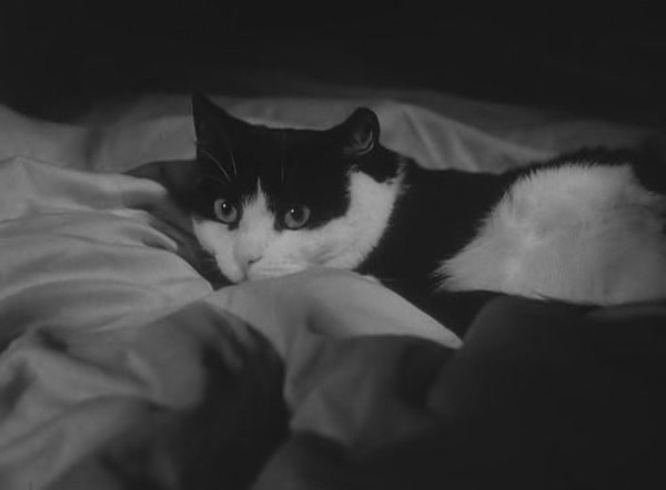 十部顶级喵星人动画片,猫咪动画片视频大全