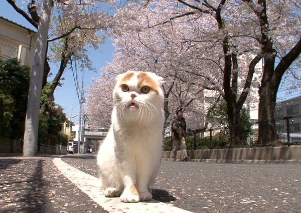 十部顶级喵星人动画片,猫咪动画片视频大全