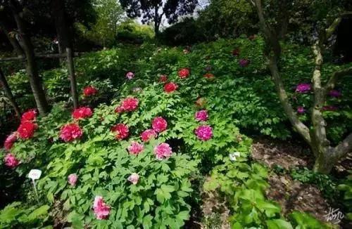 精选南岸嘿巴适农家乐，这个国庆有得耍，让你嗨到不想回家！